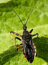 Attēlu rezultāti vaicājumam “Rhynocoris annulatus”