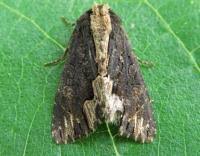 Attēlu rezultāti vaicājumam “Dypterygia scabriuscula”