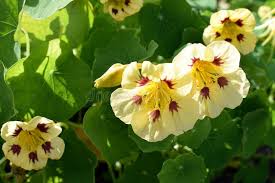 Image result for Tropaeolum minus