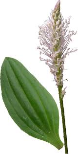 Attēlu rezultāti vaicājumam “Plantago media leaf”