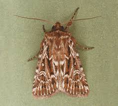 Attēlu rezultāti vaicājumam “Lycophotia porphyrea”