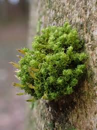 Attēlu rezultāti vaicājumam “Ulota crispa sporophyte”