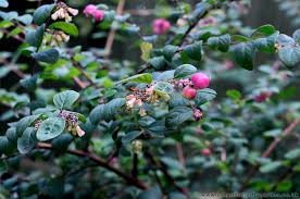 Attēlu rezultāti vaicājumam “Symphoricarpos x chenaultii”