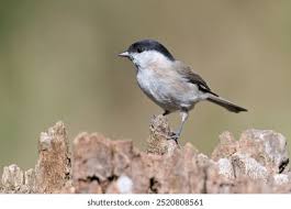 Attēlu rezultāti vaicājumam “Poecile palustris”