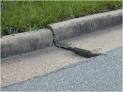 Curb and Gutter - Repair — City of Newport News