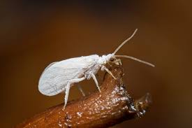 Attēlu rezultāti vaicājumam “Diderma roanense macro”