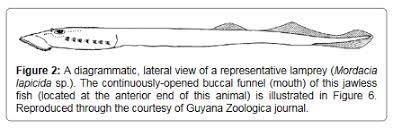 Image result for Lethenteron camtschaticum