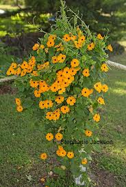 Image result for Thunbergia alata