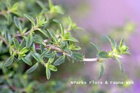 Attēlu rezultāti vaicājumam “Thymus vulgaris leaf”