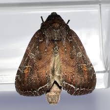 Attēlu rezultāti vaicājumam “Lacanobia oleracea”