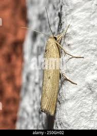 Attēlu rezultāti vaicājumam “Pediasia contaminella”