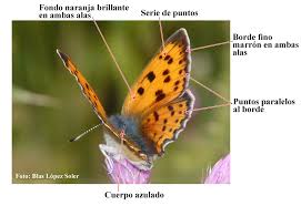 Attēlu rezultāti vaicājumam “Lycaena alciphron underside”