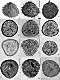 Attēlu rezultāti vaicājumam “Anthocerotopsida”
