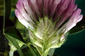 Attēlu rezultāti vaicājumam “Trifolium medium bud”