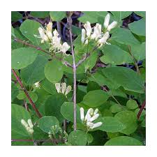 Attēlu rezultāti vaicājumam “Lonicera xylosteum”