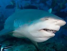 Image result for Carcharhinus leucas