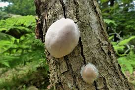 Attēlu rezultāti vaicājumam “Reticularia jurana”