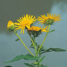 Attēlu rezultāti vaicājumam “Inula britannica leaf”