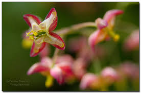 Attēlu rezultāti vaicājumam “Epimedium alpinum  flower”