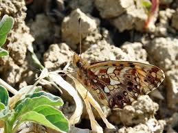 Attēlu rezultāti vaicājumam “Boloria dia underside”