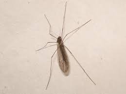 Attēlu rezultāti vaicājumam “Trichocera regelationis”