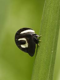 Attēlu rezultāti vaicājumam “Membracidae”