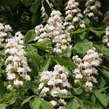 Attēlu rezultāti vaicājumam “Aesculus x neglecta flower”
