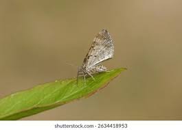 Attēlu rezultāti vaicājumam “Xanthorhoe spadicearia”