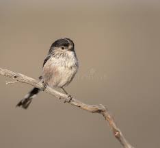 Attēlu rezultāti vaicājumam “Aegithalos caudatus adult”