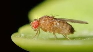 Attēlu rezultāti vaicājumam “Drosophila melanogaster”