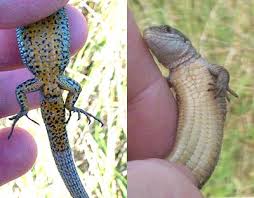 Attēlu rezultāti vaicājumam “Lacerta vivipara”