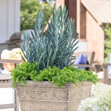 Attēlu rezultāti vaicājumam “Senecio”