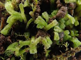 Attēlu rezultāti vaicājumam “Riccia rhenana”