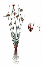 Attēlu rezultāti vaicājumam “Juncus capitatus”