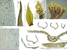 Attēlu rezultāti vaicājumam “Dicranum spurium”