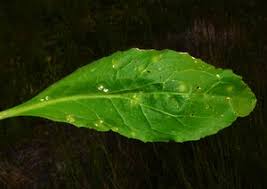 Attēlu rezultāti vaicājumam “Lepidium latifolium leaf”