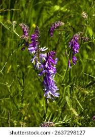 Attēlu rezultāti vaicājumam “Vicia tenuifolia”