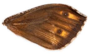 Attēlu rezultāti vaicājumam “Hipparchia semele underside”