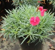 Attēlu rezultāti vaicājumam “Dianthus arenarius flower”
