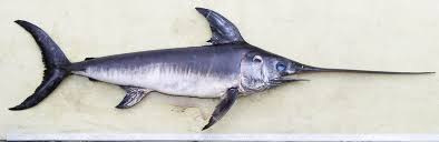 Image result for Xiphias gladius