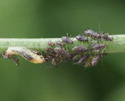 Attēlu rezultāti vaicājumam “Uroleucon hypochoeridis”