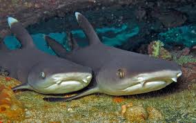 Image result for Triaenodon obesus