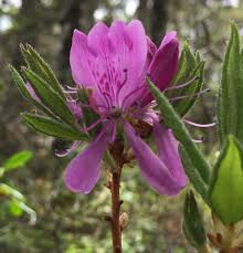 Attēlu rezultāti vaicājumam “Rhododendron canadense flower”