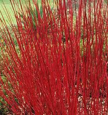 Attēlu rezultāti vaicājumam “Cornus alba”