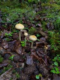 Attēlu rezultāti vaicājumam “Protostropharia alcis”