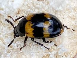 Attēlu rezultāti vaicājumam “Diaperis boleti”