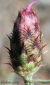 Attēlu rezultāti vaicājumam “Centaurea stoebe bud”