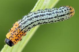 Attēlu rezultāti vaicājumam “Nematus salicis”