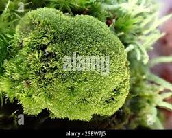 Attēlu rezultāti vaicājumam “Dicranum montanum”