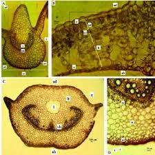 Attēlu rezultāti vaicājumam “Impatiens glandulifera leaf”